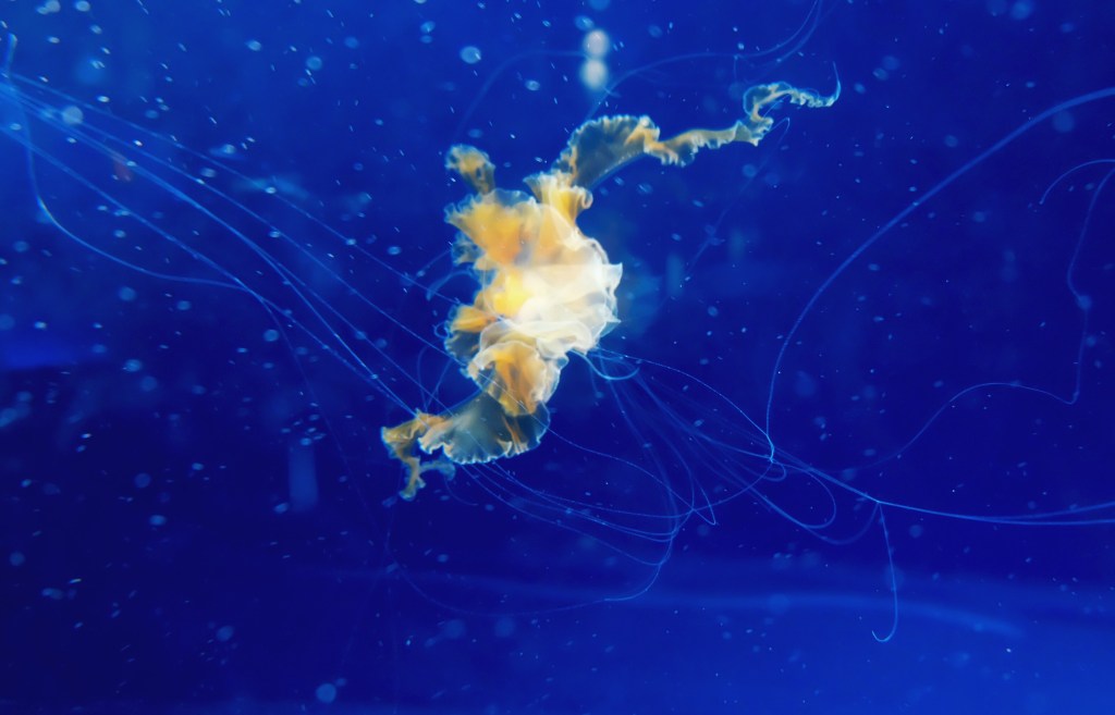 Japan Itinerary Day 4/7: Osaka Aquarium&nbsp;Kaiyukan